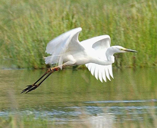 Great White Egret