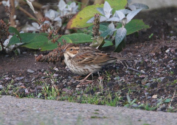 Little Bunting