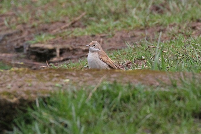 Whitethroat