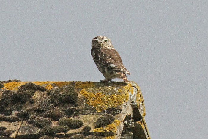 Little Owl