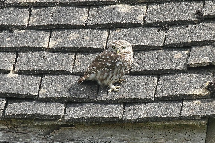 Little Owl