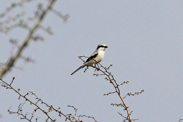 Great Grey Shrike