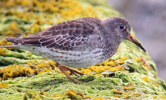 Purple Sandpiper