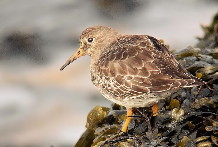 Purple Sandpiper