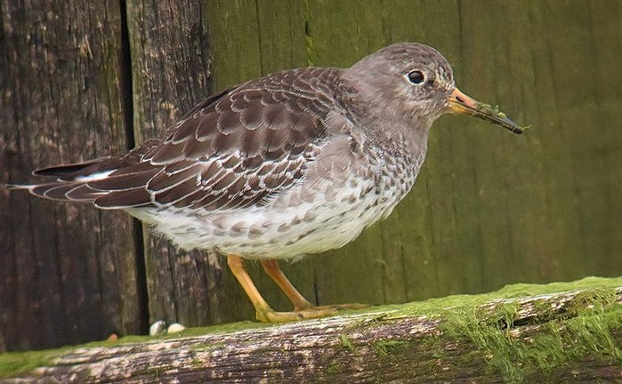 Purple Sandpiper
