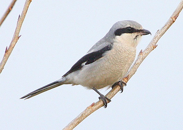 Great Grey Shrike