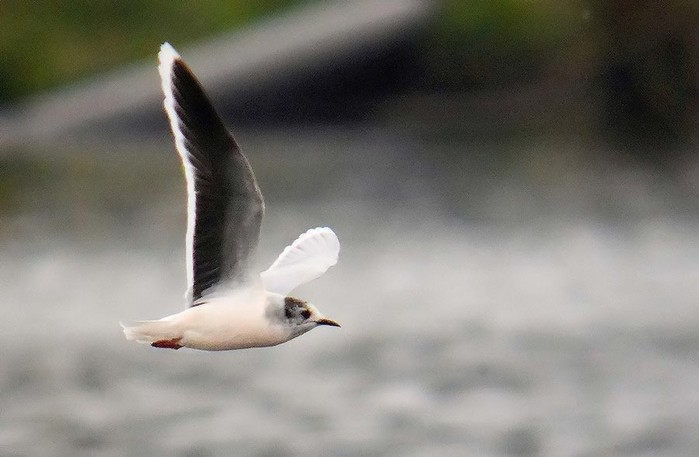 Little Gull