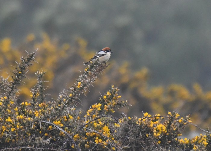 Woodchat Shrike