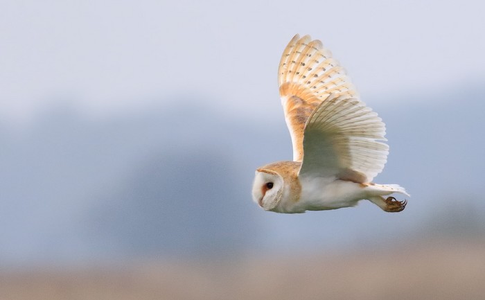 Barn Owl