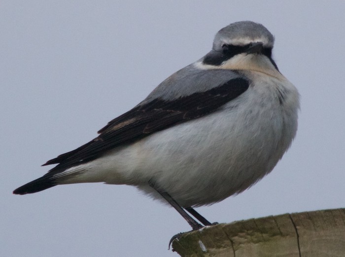 Wheatear
