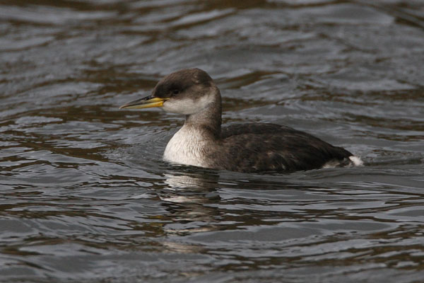 Red-necked Grebe