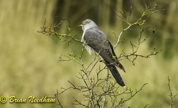 Cuckoo