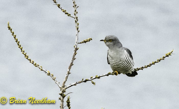Cuckoo
