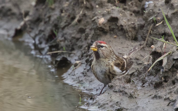 Mealy Redpoll