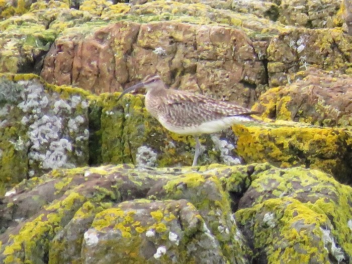 Whimbrel