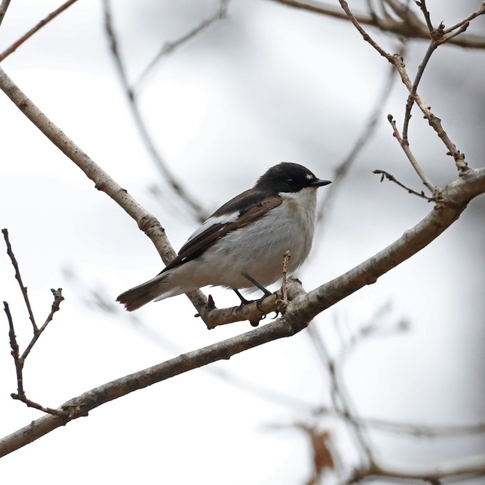 Pied Flycatcher