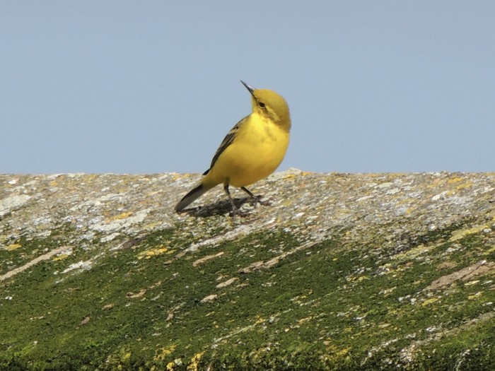 Yellow Wagtail
