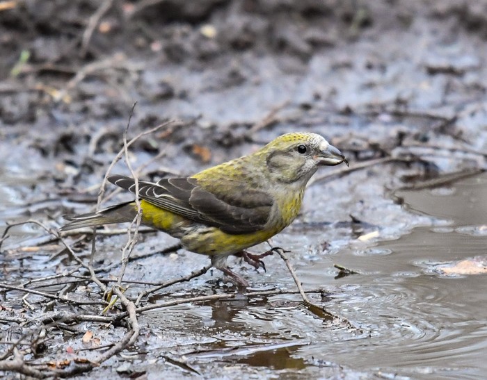 Crossbill