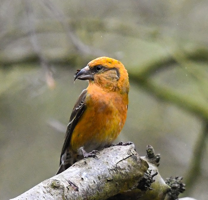 Crossbill