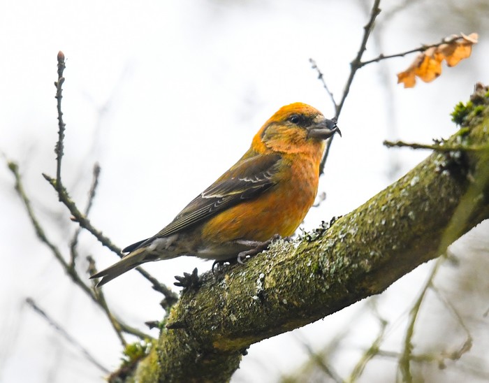 Crossbill