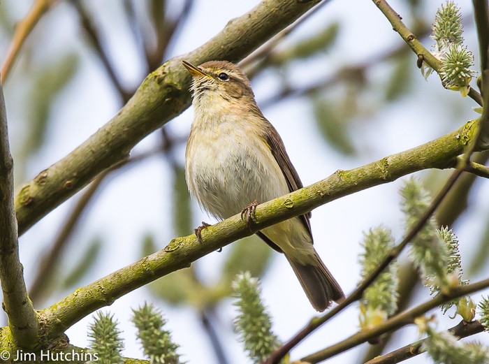 Iberian Chiffchaff