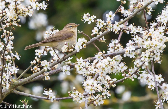 Iberian Chiffchaff