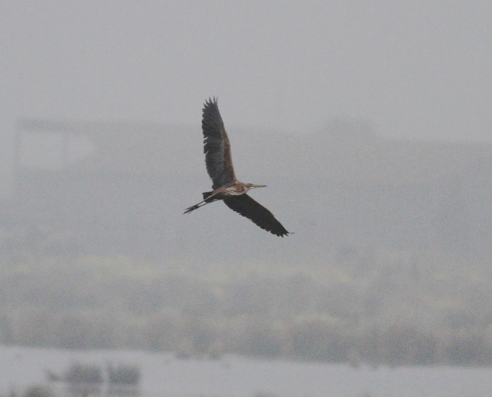 Purple Heron