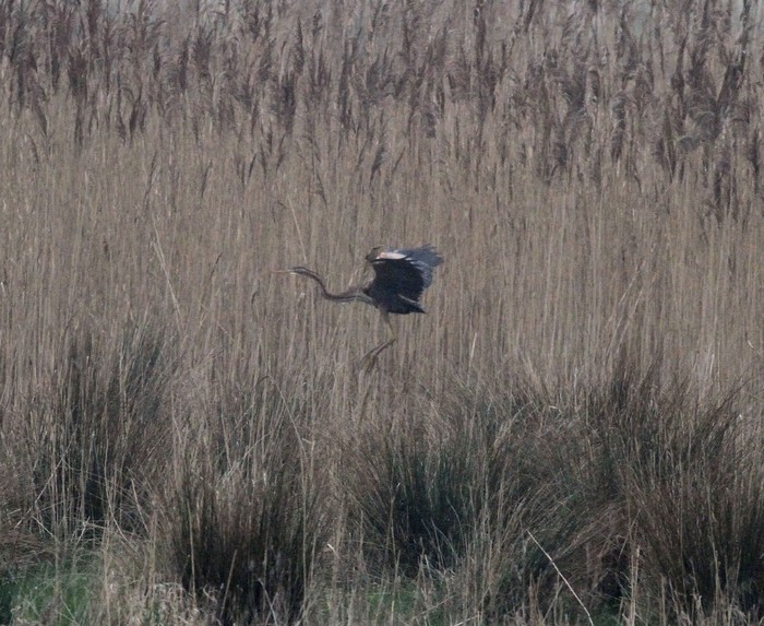 Purple Heron