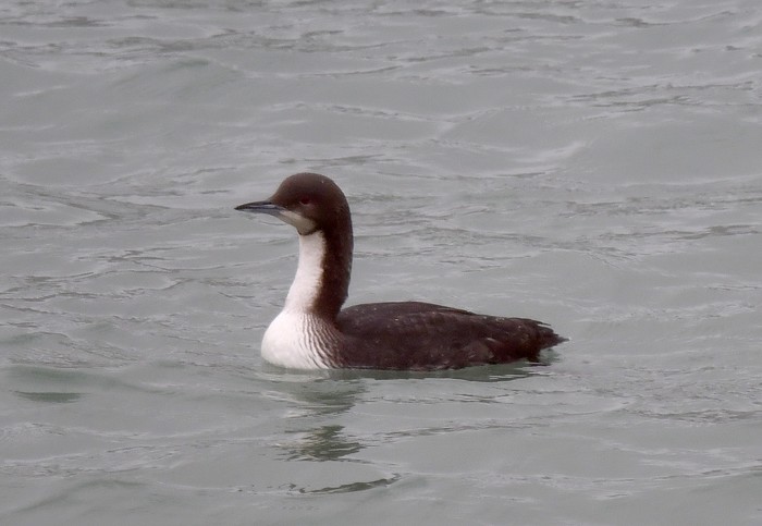 Pacific Diver