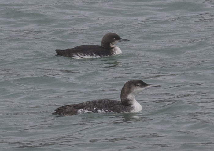 Pacific Diver