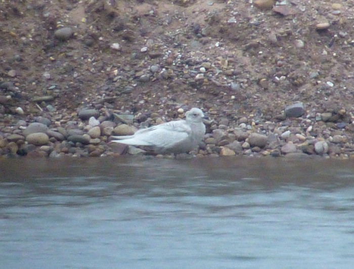Iceland Gull