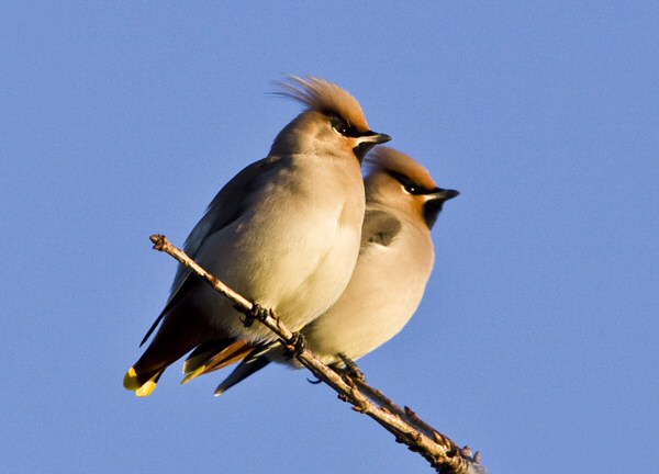 Waxwing