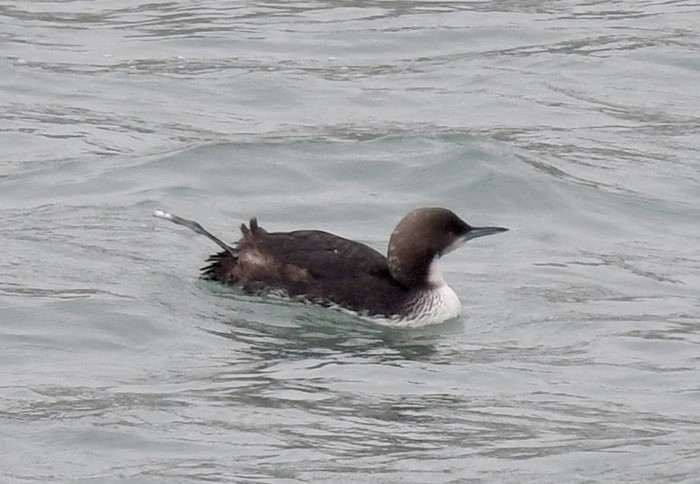 Pacific Diver