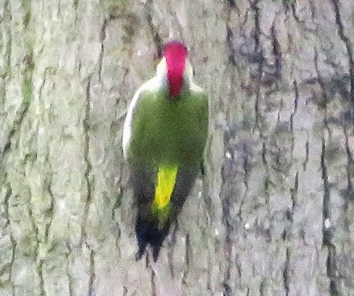 Green Woodpecker