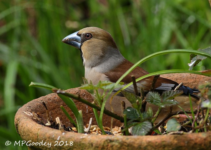 Hawfinch