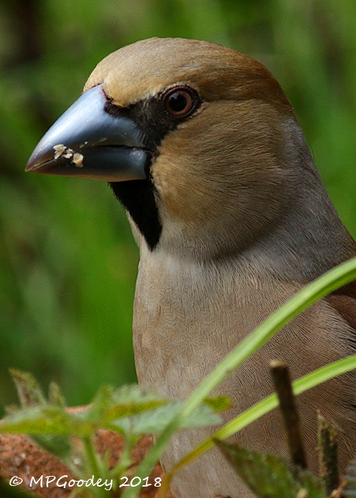 Hawfinch