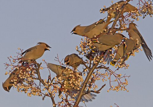 Waxwing