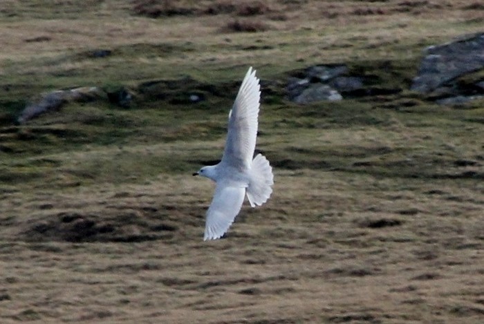 Iceland Gull