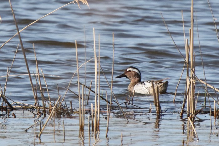 Garganey