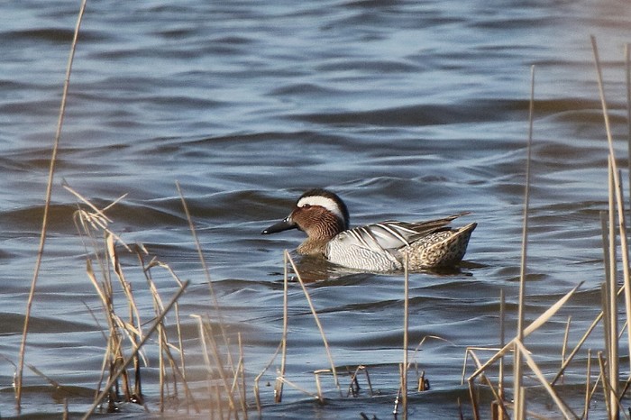 Garganey