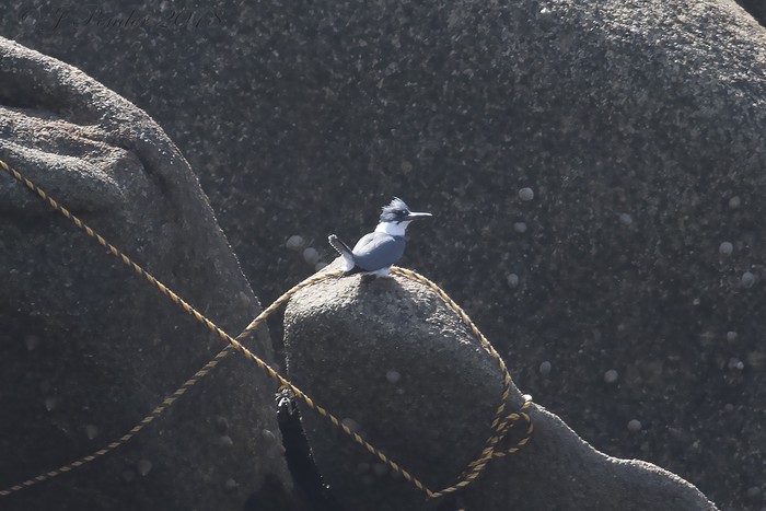 Belted Kingfisher