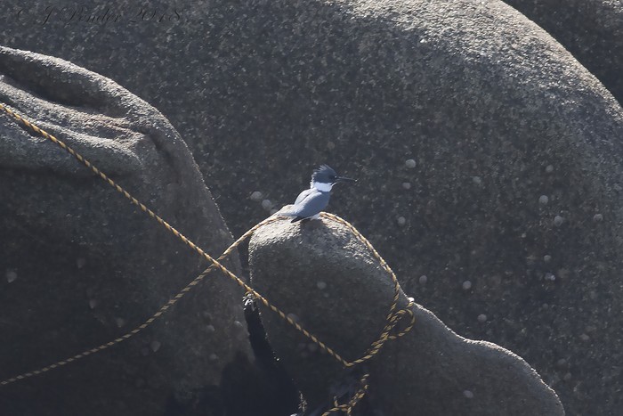 Belted Kingfisher