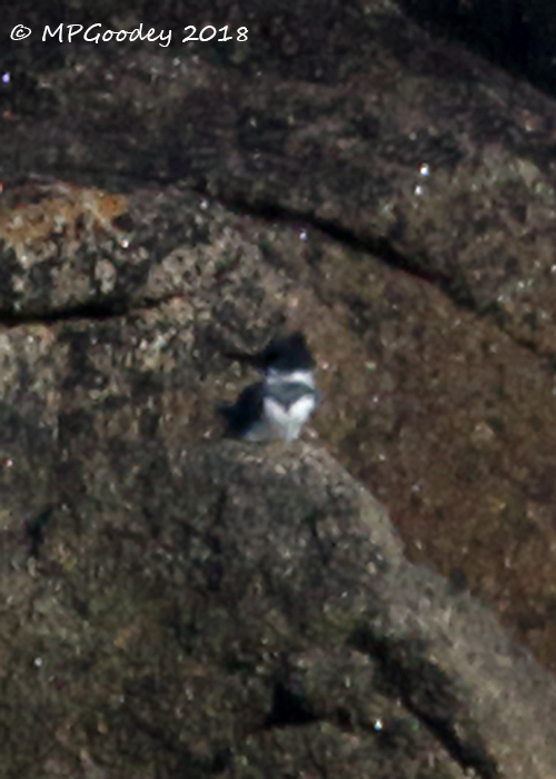 Belted Kingfisher