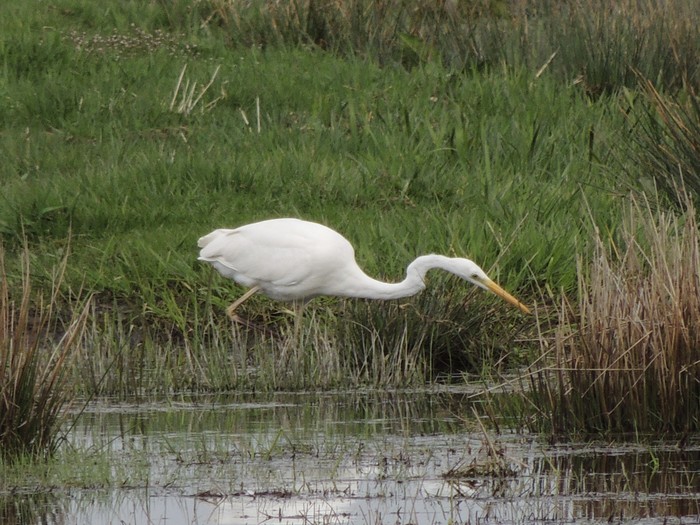 Great White Egret