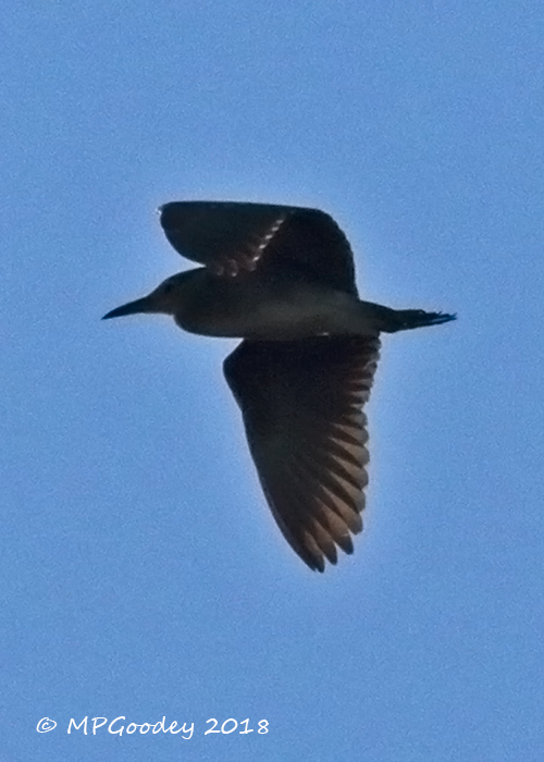 Night Heron