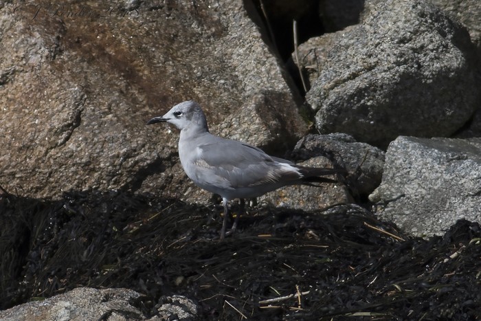 Laughing Gull