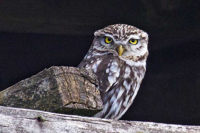 Little Owl