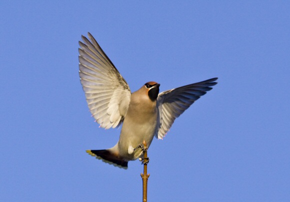 Waxwing