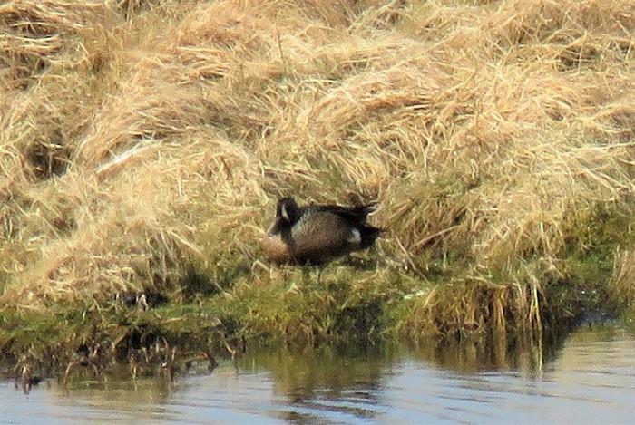 Blue-winged Teal