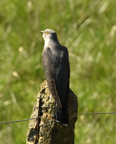 Cuckoo